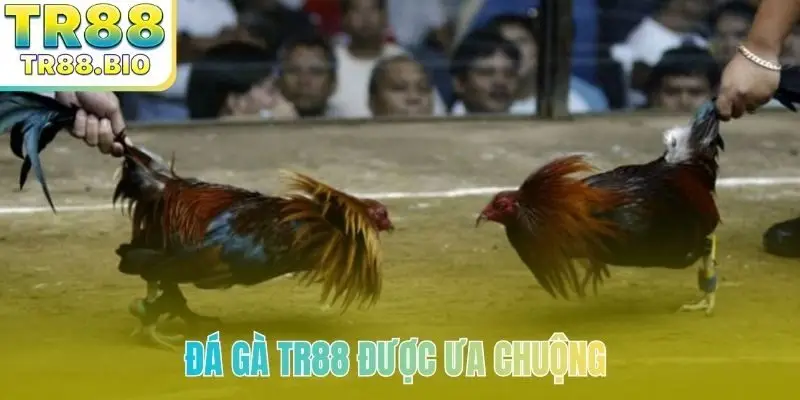 Đá gà TR88 được ưa chuộng 