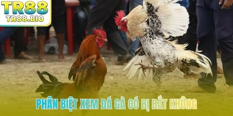 Phân biệt xem đá gà có bị bắt không